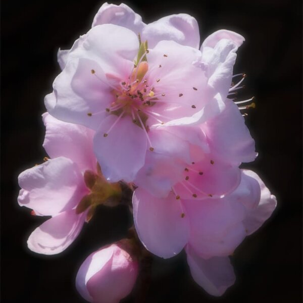 Sweetness of spring Fleur douce du printemps