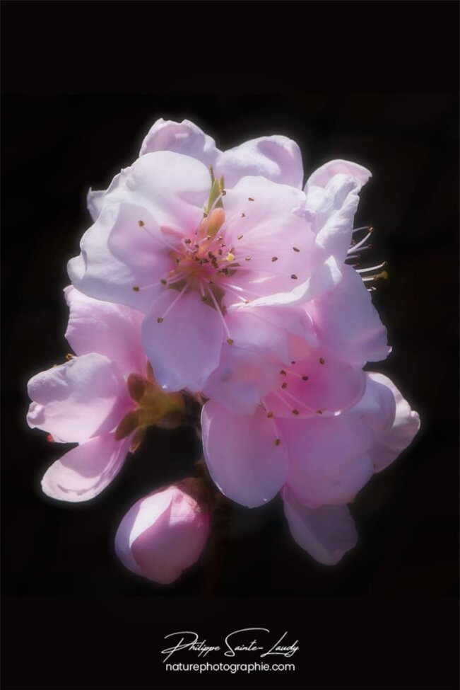 Fleur douce du printemps