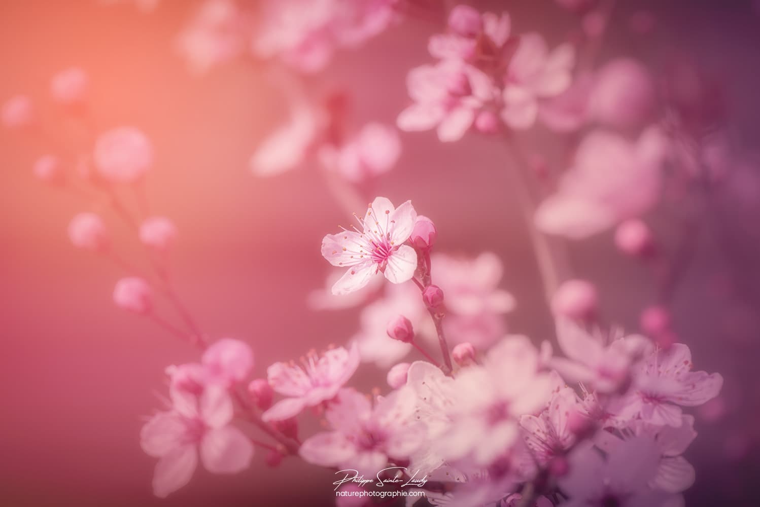 Photo de fleurs de cerisier