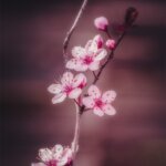 Petite branche de cerisier en fleurs