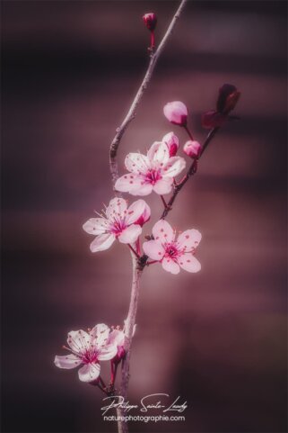 Petite branche de cerisier en fleurs