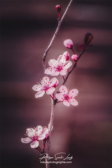 Petite branche de cerisier en fleurs