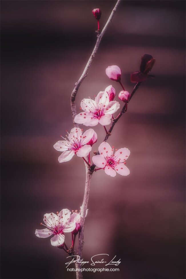 Petite branche de cerisier en fleurs