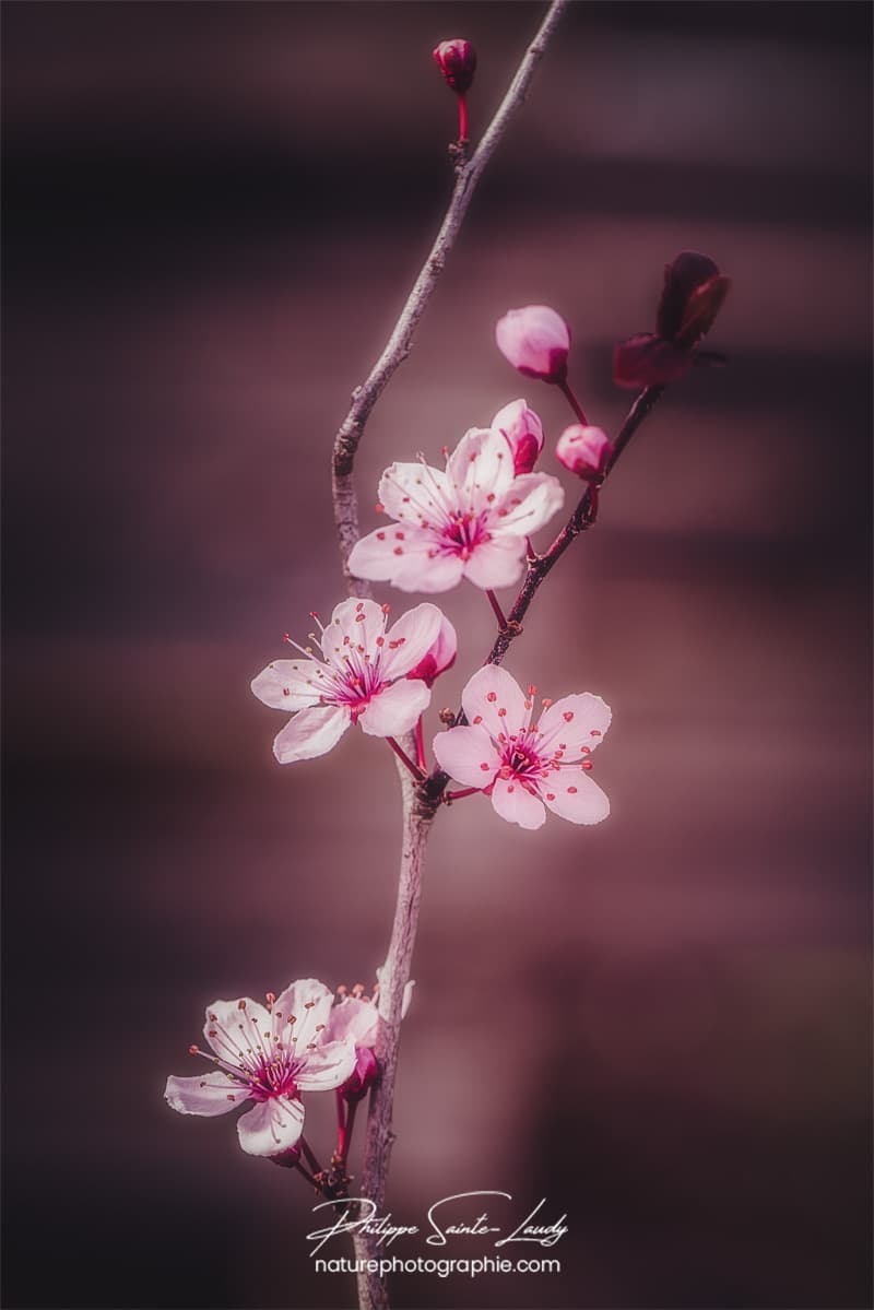 Petite branche de cerisier en fleurs