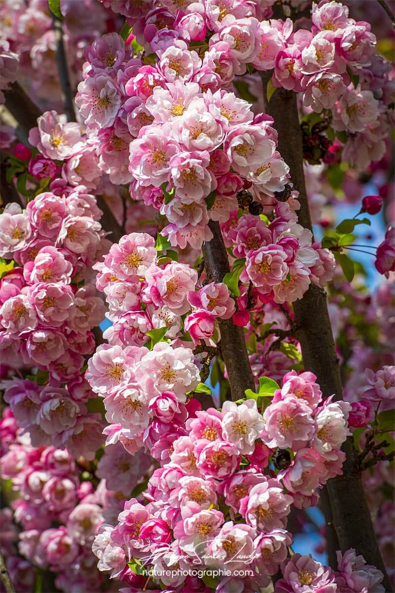 Bouquet de fleurs au printemps