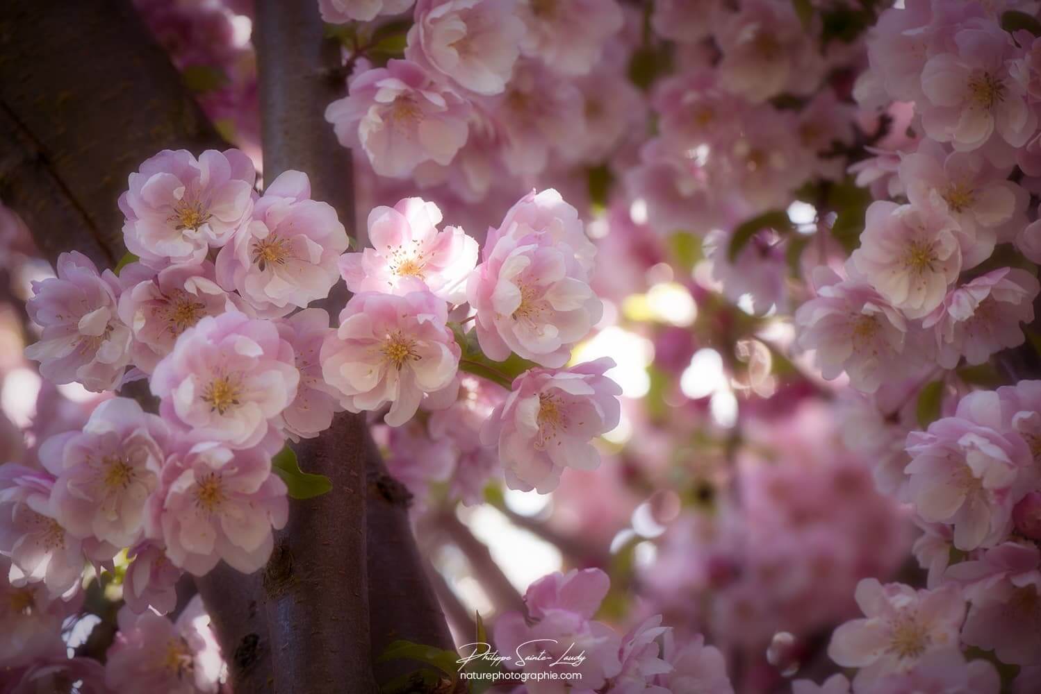 Douceur des fleurs