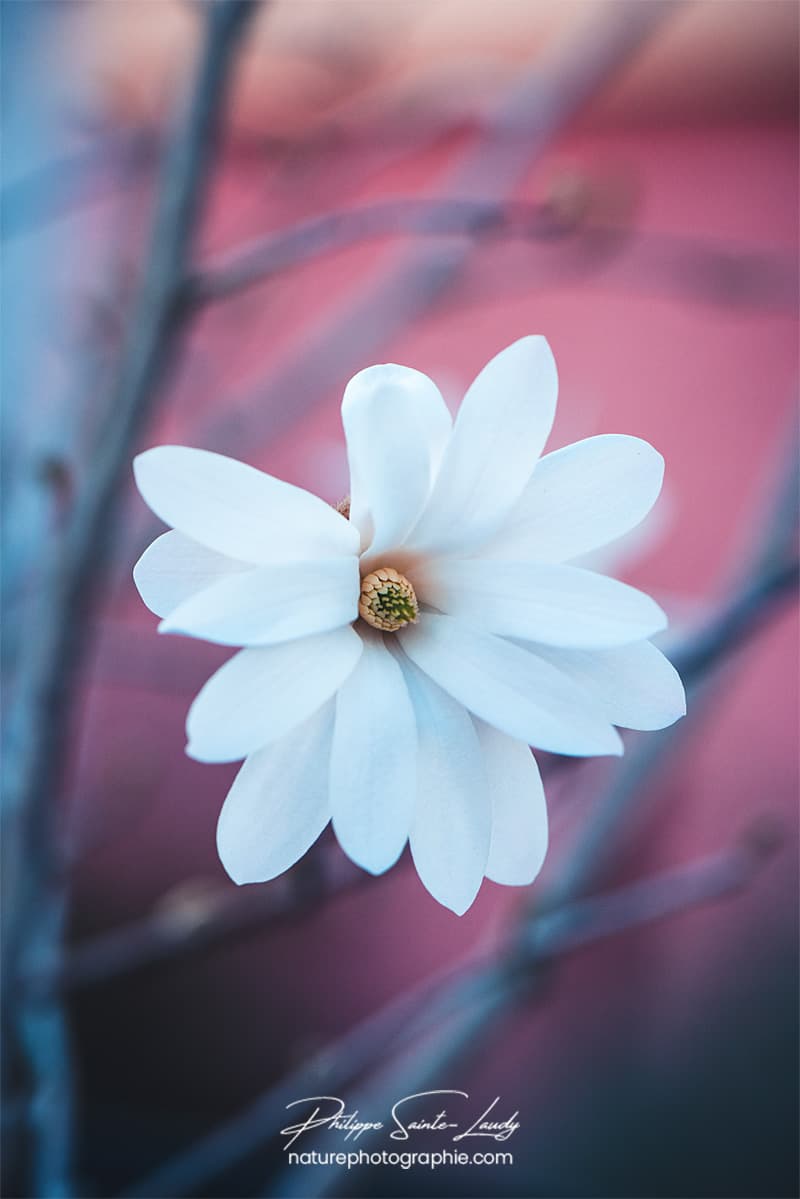 Photo en gros plan d'un magnolia blanc