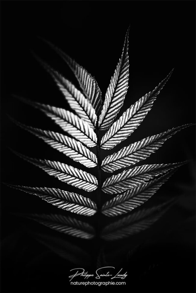 Fougère en noir et blanc