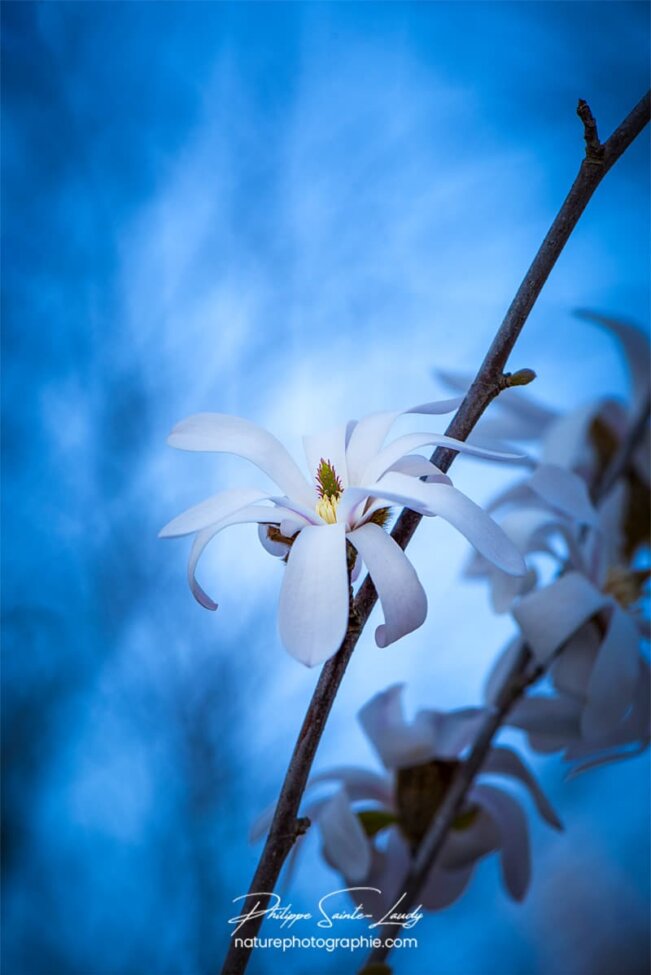 Magnolias sur fond bleu