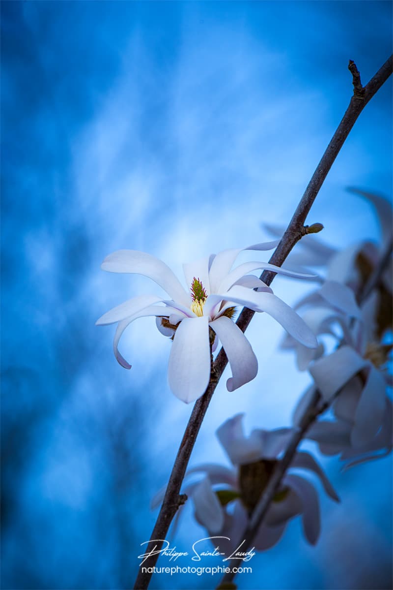 Magnolias sur fond bleu