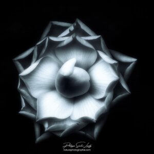 Camellia on Black Camélia sur fond noir