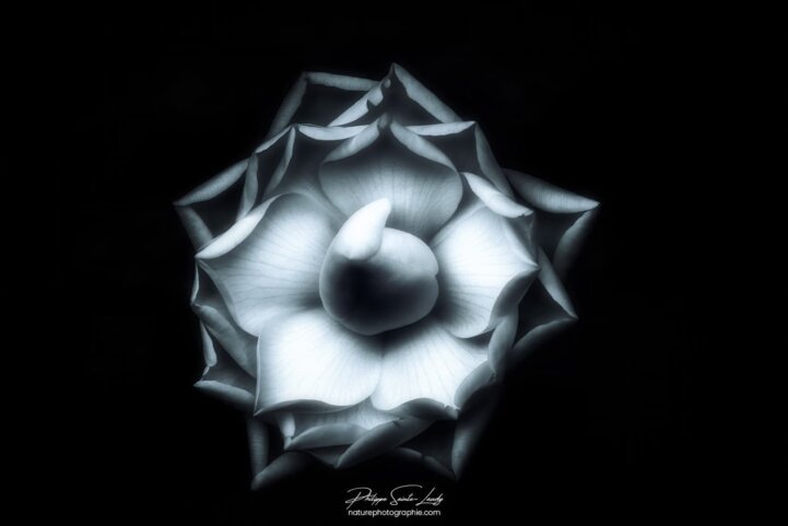 Camélia sur fond noir