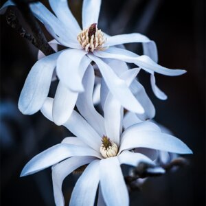 Dance With Me Couple de magnolias