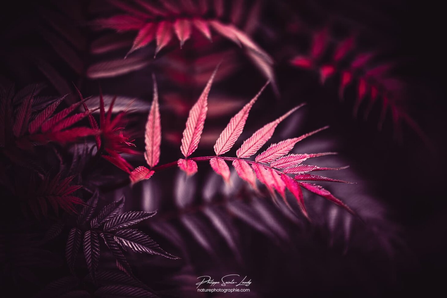 Joli feuilles de fougères