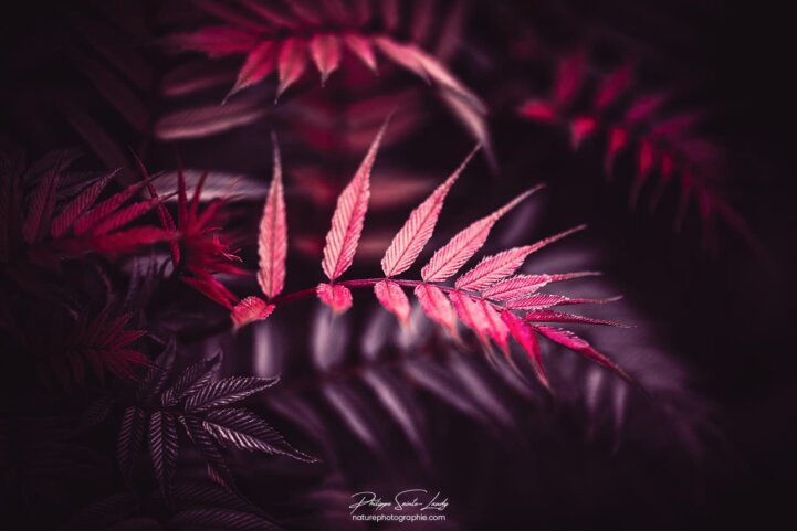 Joli feuilles de fougères