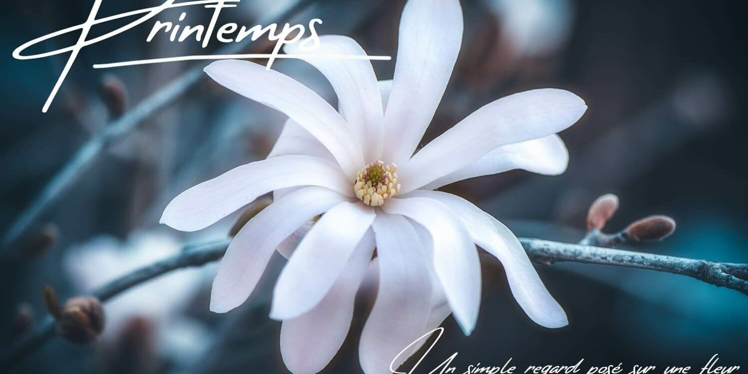 Fleurs-et-printemps Fleurs au printemps