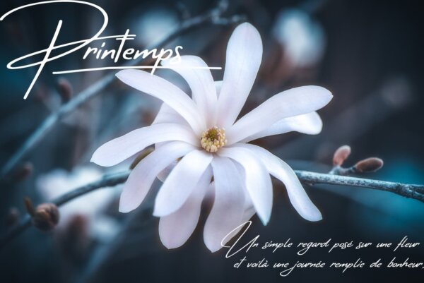 Fleurs-et-printemps Fleurs au printemps