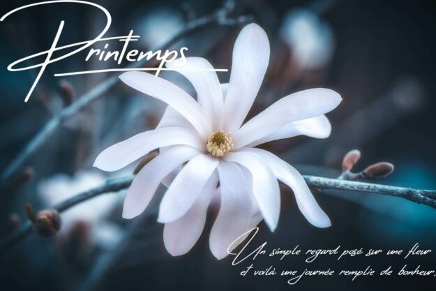 Fleurs au printemps
