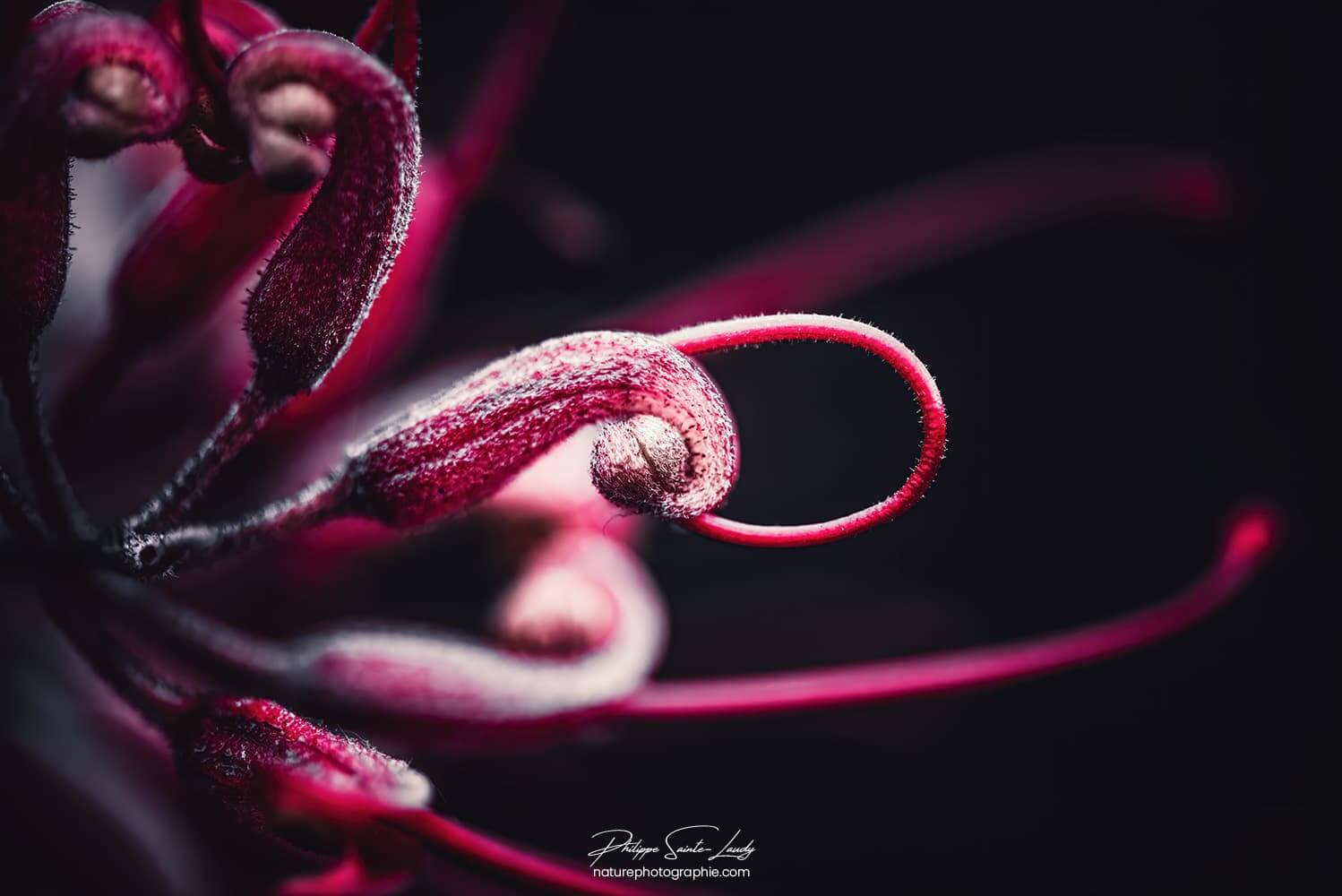 Photo de fleur - Grevillea Robyn Gordon