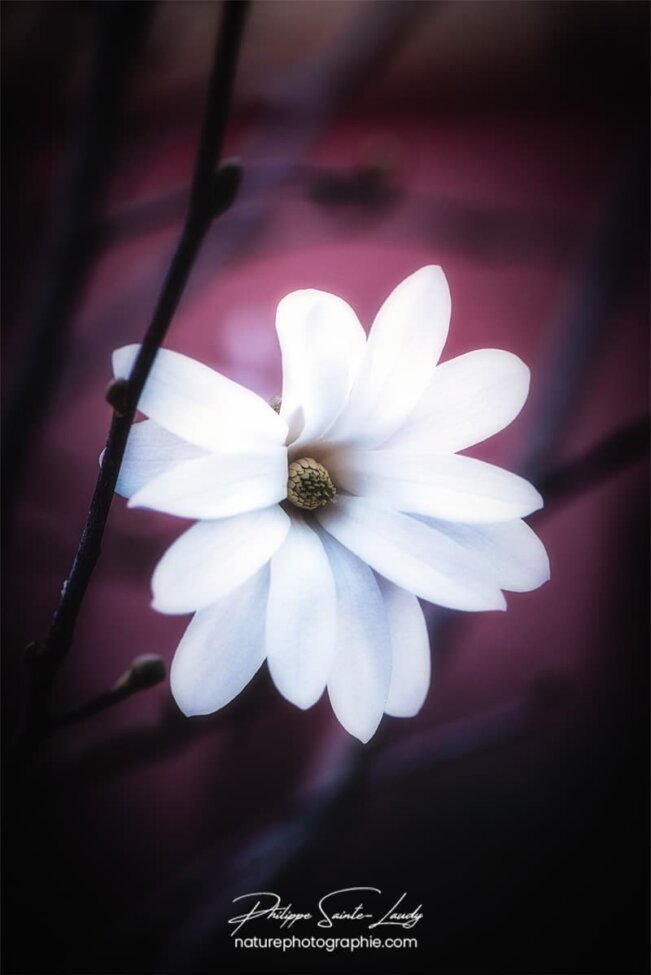 Douceur d'un magnolia