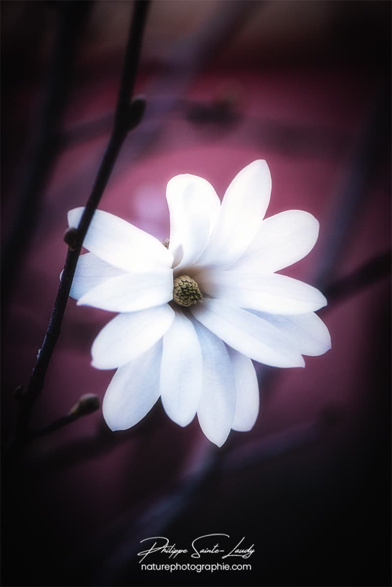 Douceur d'un magnolia