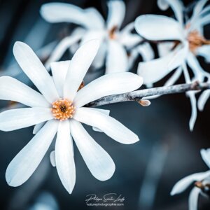 Fragile White Branche de magnolias