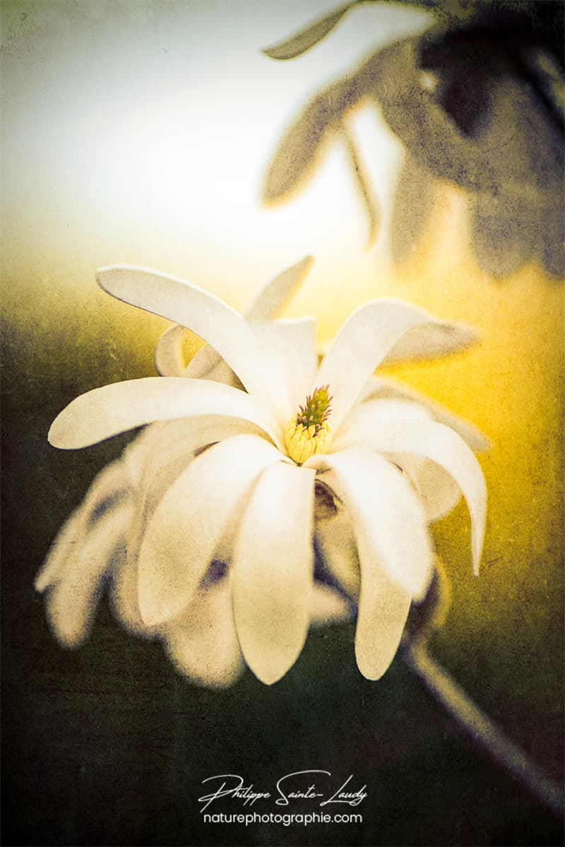 Magnolia dans la lumière du soleil