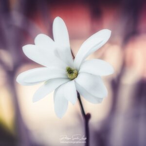 Hippie Chick Une fleur au printemps