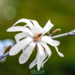Photo d'un magnolia