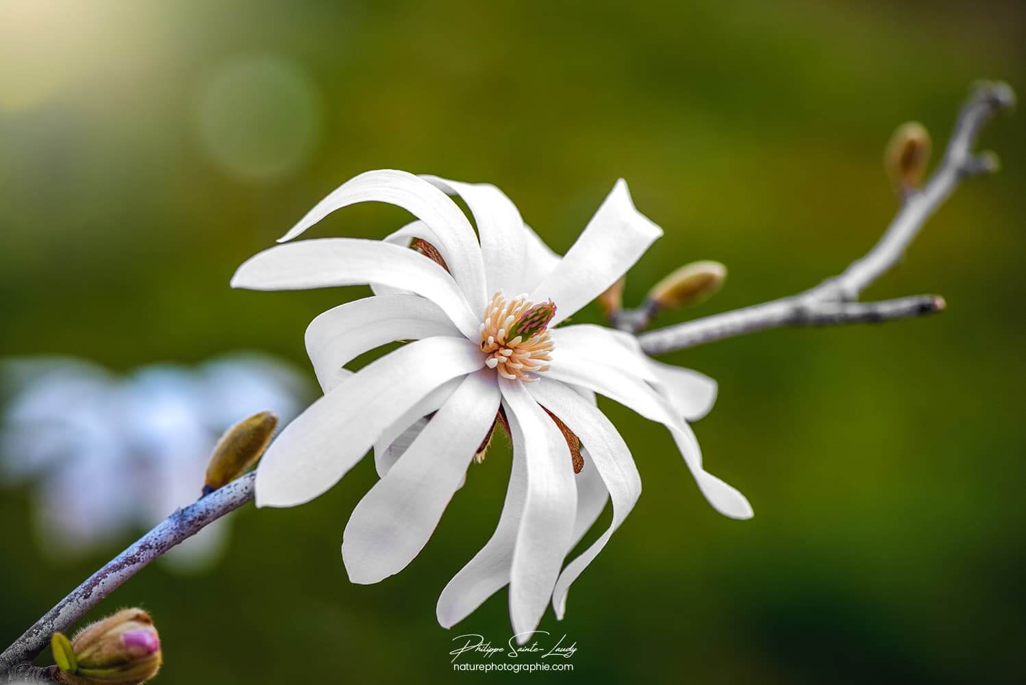 Photo d'un magnolia