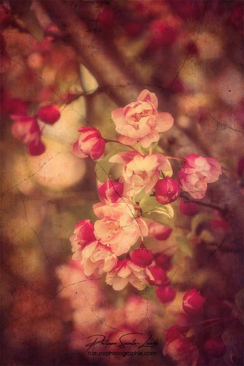 Jolies fleurs de pommier avec une texture photo