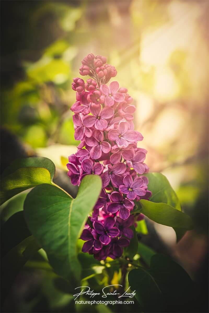 Lilas dans la lumière