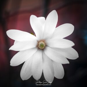 Little Sister Pétales de magnolia