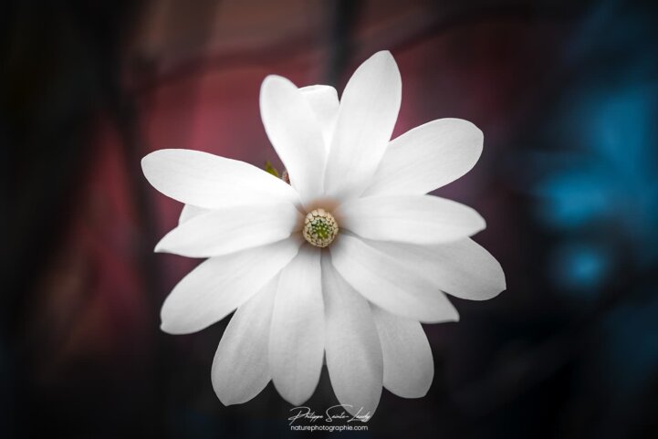 Pétales de magnolia