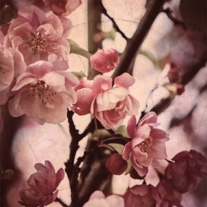 Traitement vintage sur photo de fleurs