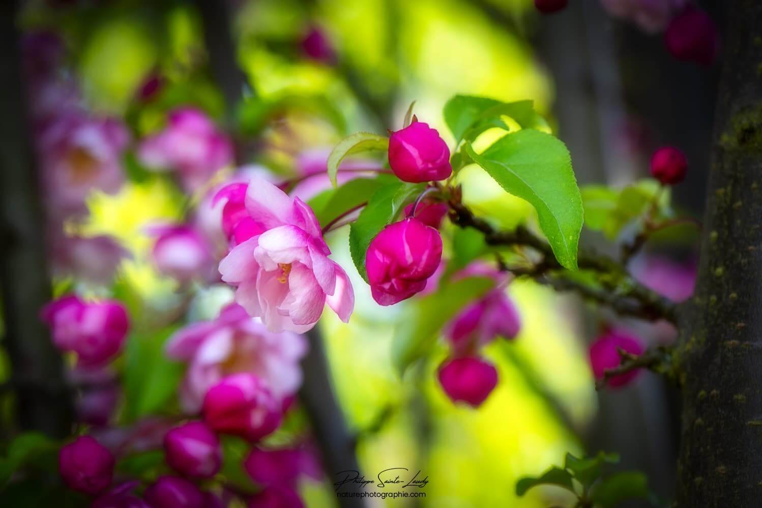 Fleurs roses et rouges