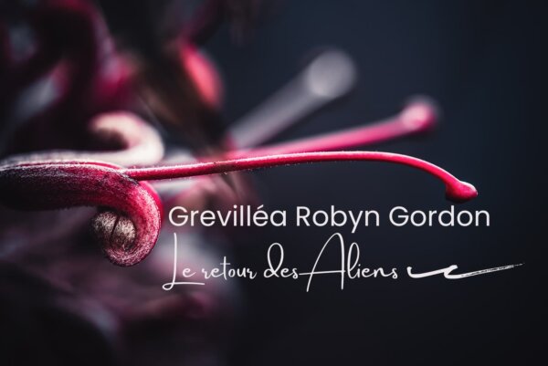 Macro-florale Photos de fleurs en macrophotographie