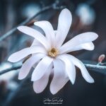 Magnolia blanc étoilé