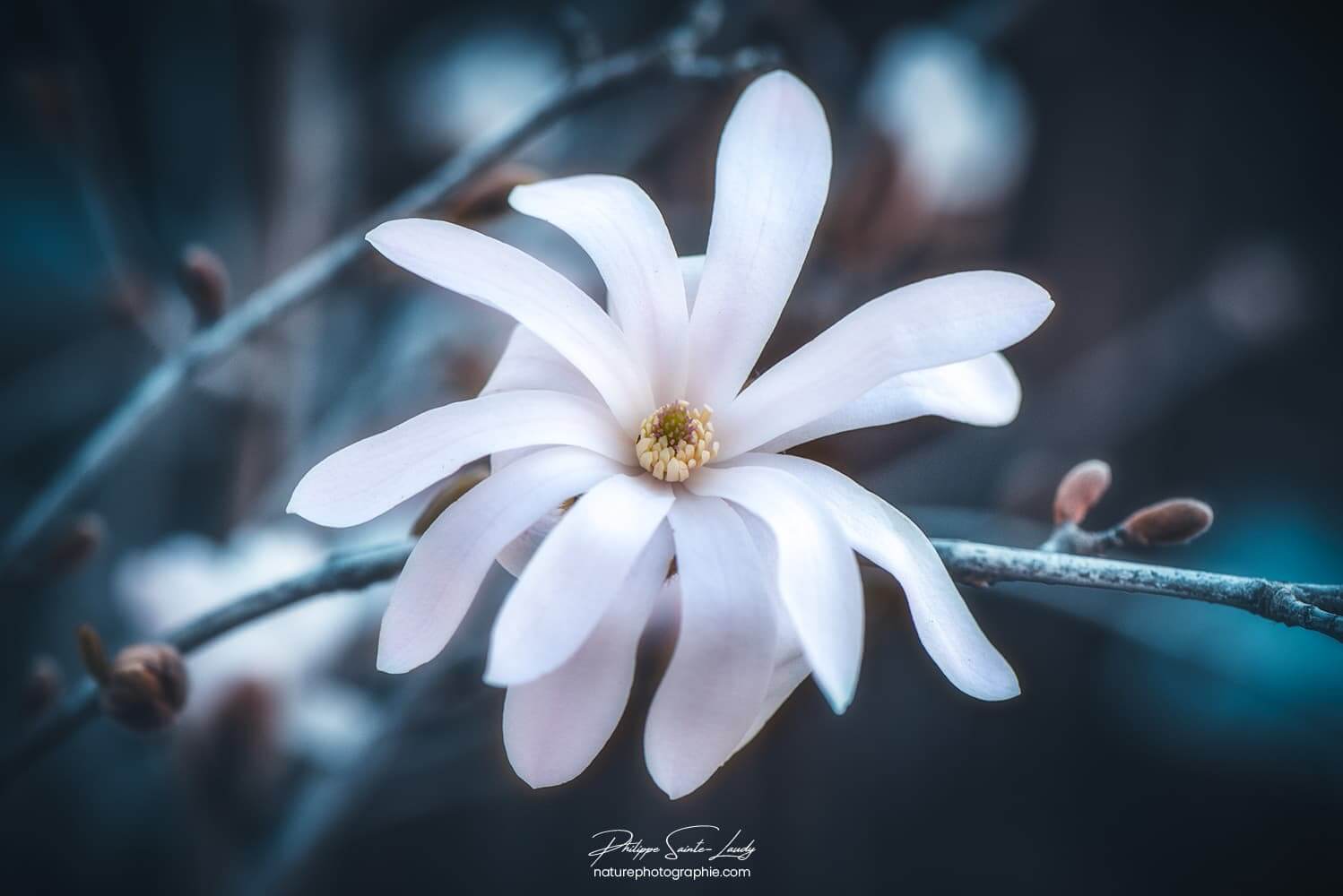 Magnolia blanc étoilé