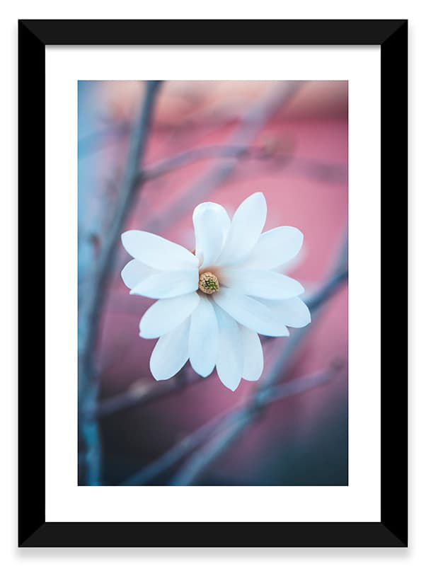 Photo encadrée d'un magnolia blanc