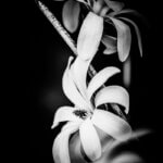Photo en N&B de magnolias
