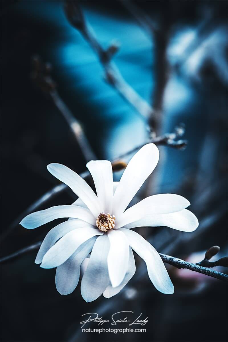 Un magnolia blanc