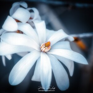 One For You Effet Orton sur un magnolia