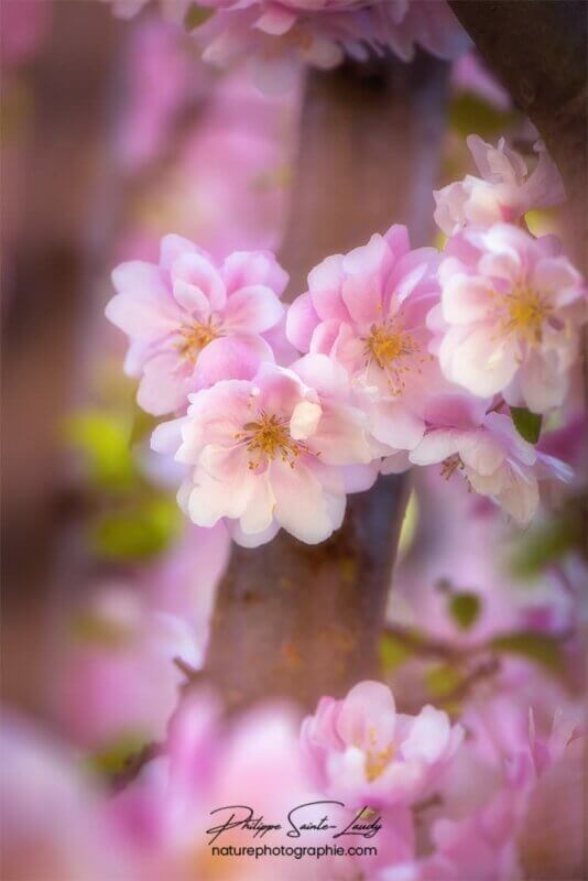 Orton sur fleurs de pommier