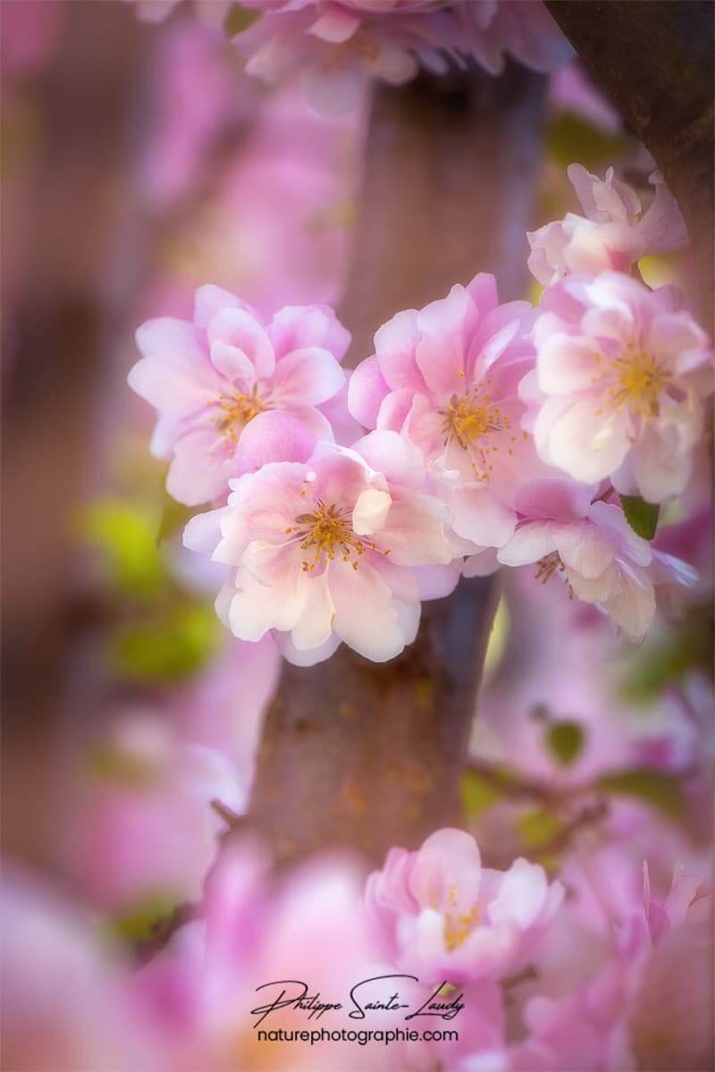 Orton sur fleurs de pommier