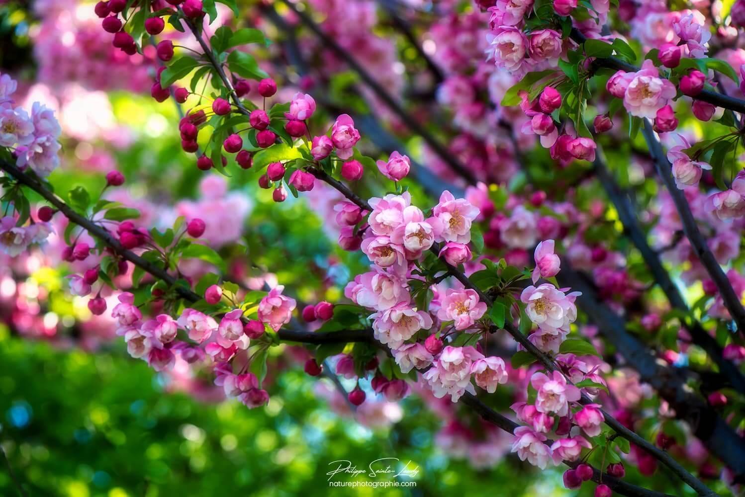 Grappes de fleurs sur un pommier