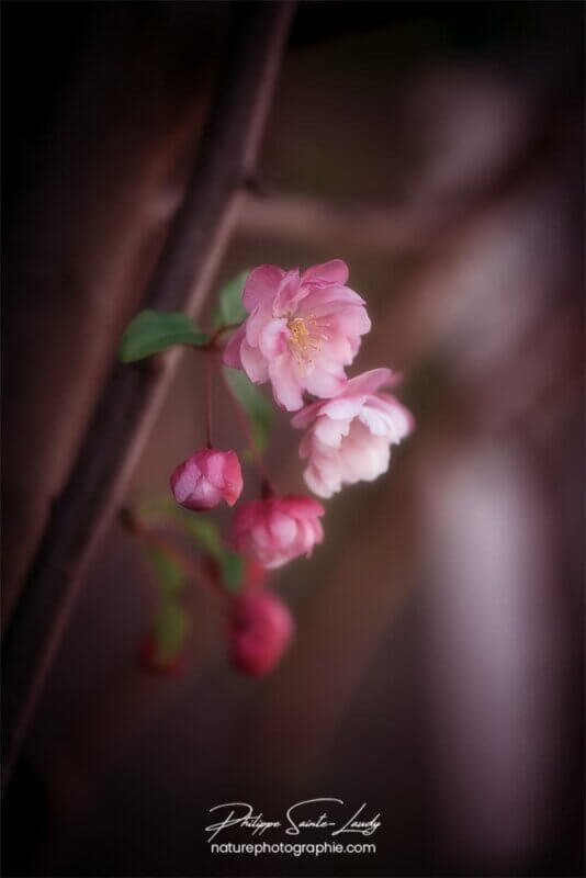 Fleurs de pommier solitaires