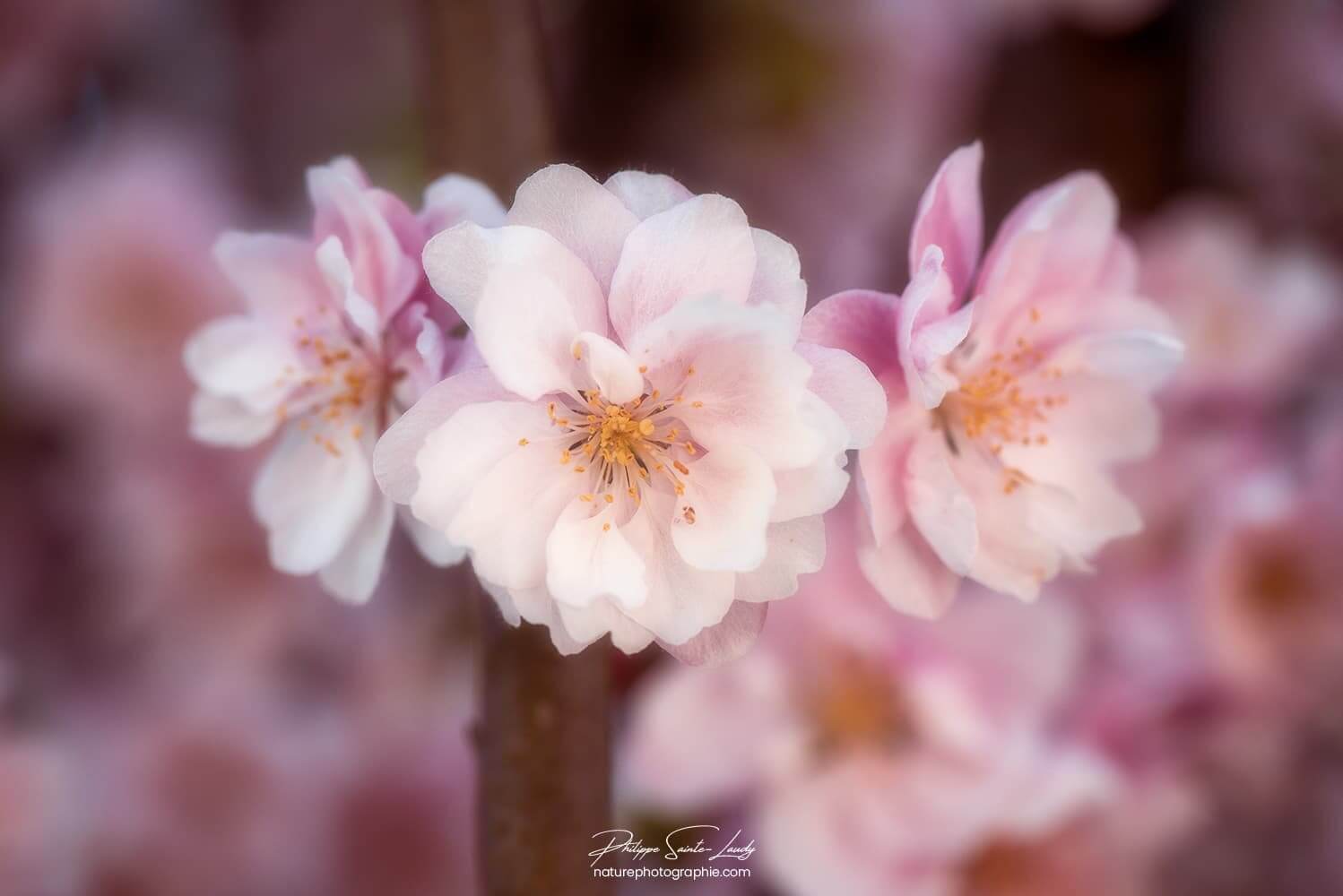 3 fleurs de Pommier Japonais