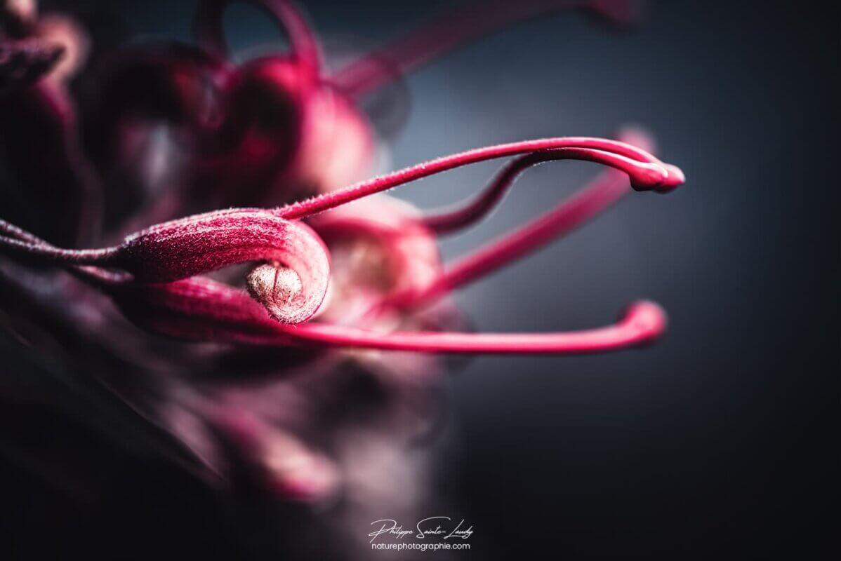 Pistil rouge