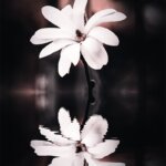 Reflet d'un magnolia